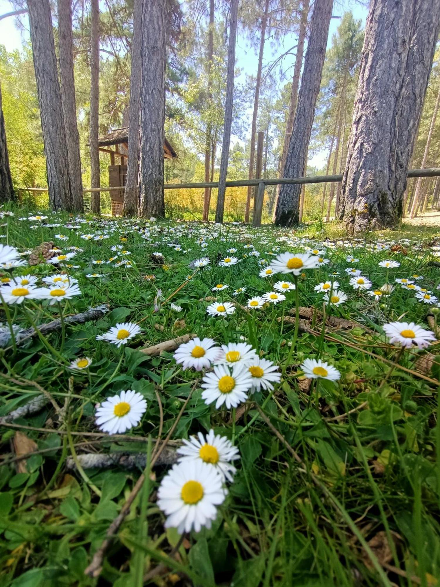 Alojamiento Rural El Cerro Fresneda de la Sierra المظهر الخارجي الصورة