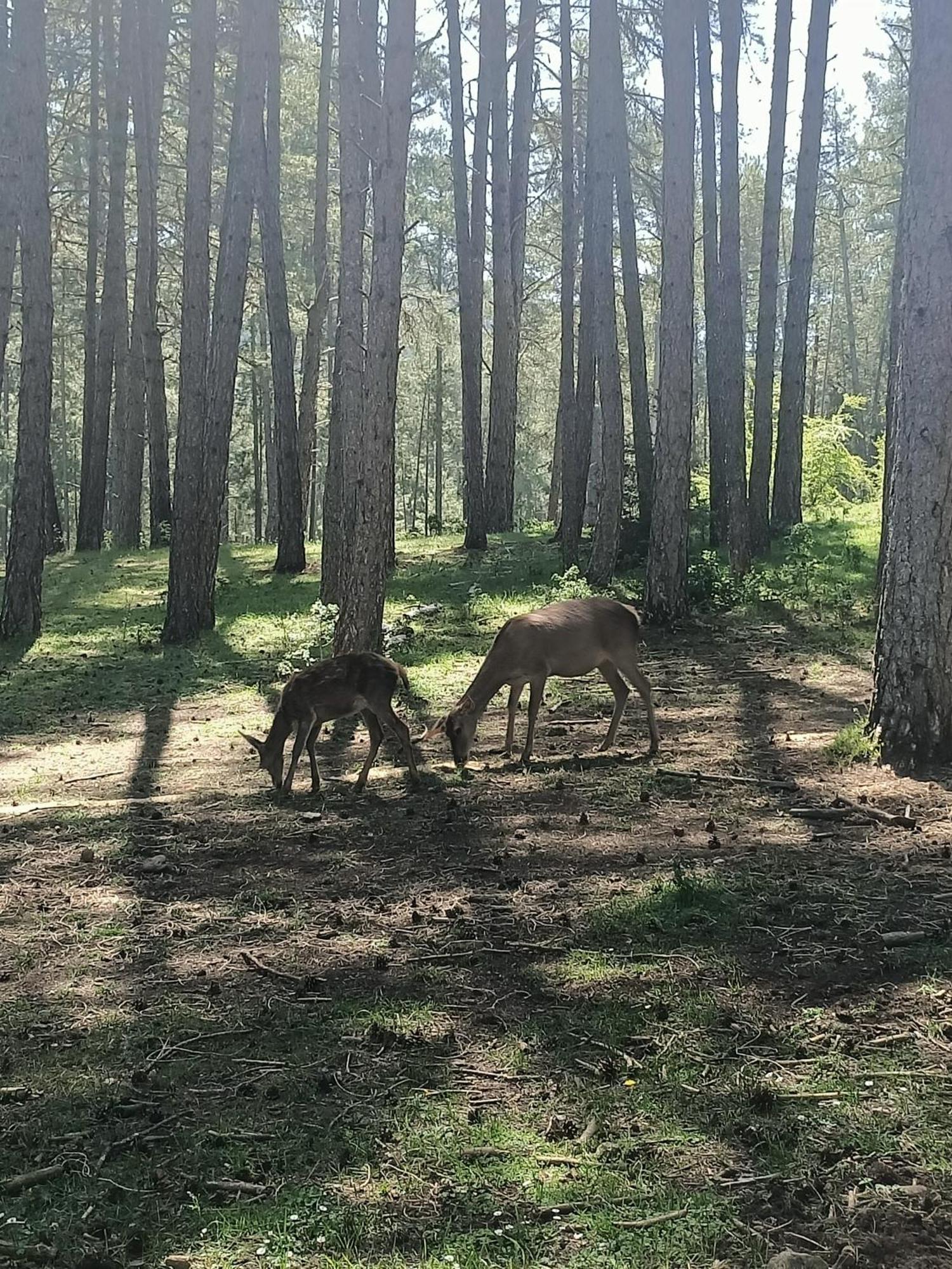 Alojamiento Rural El Cerro Fresneda de la Sierra المظهر الخارجي الصورة